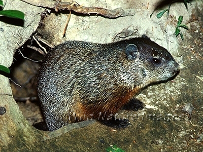Marmota monax, Woodchuck